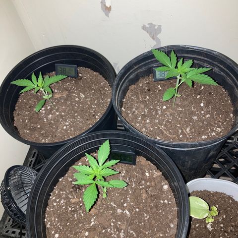 Sunset sherbert growlog timeline photo