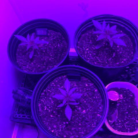 Sunset sherbert growlog timeline photo