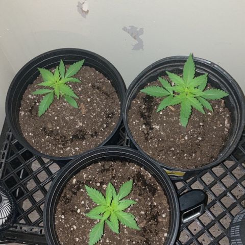 Sunset sherbert growlog timeline photo