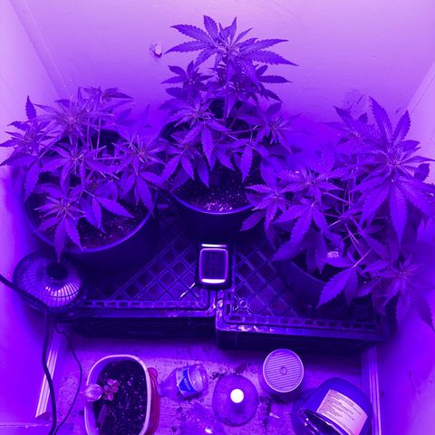 Sunset sherbert growlog timeline photo