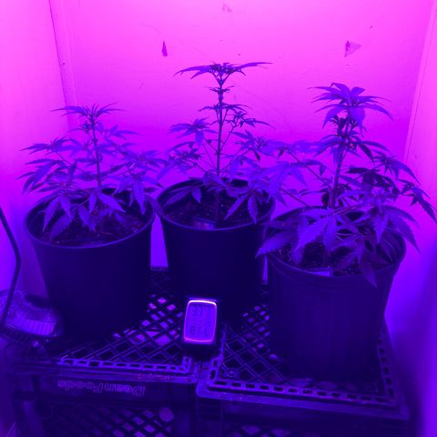 Sunset sherbert growlog timeline photo