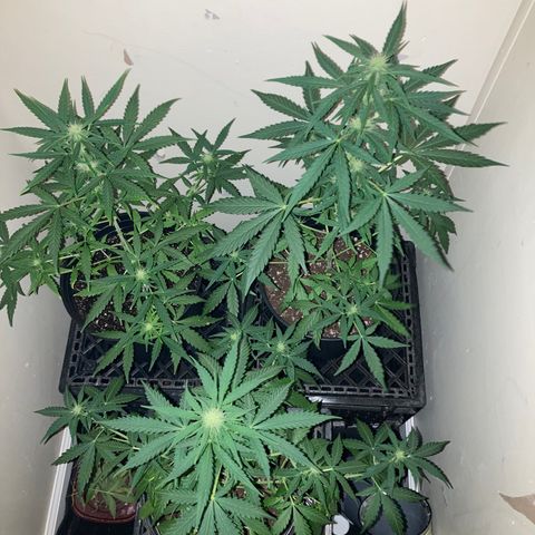 Sunset sherbert growlog timeline photo