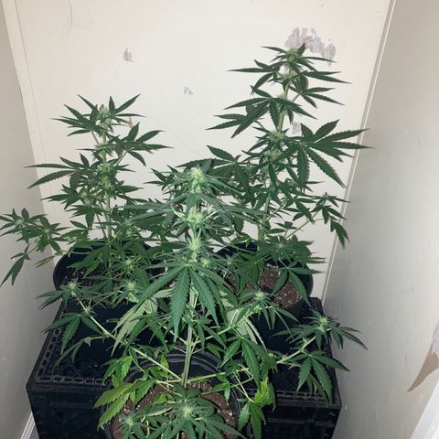 Sunset sherbert growlog timeline photo