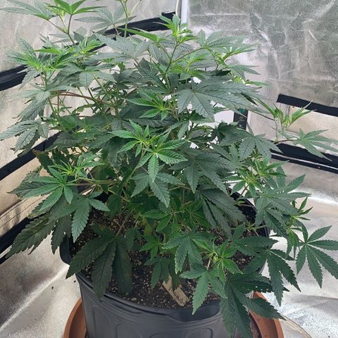 Super Glue growlog photo: Week 1 Flower Day 5