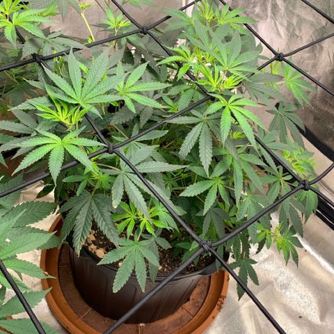 Super Glue growlog photo: Still Stretching 💪🏾