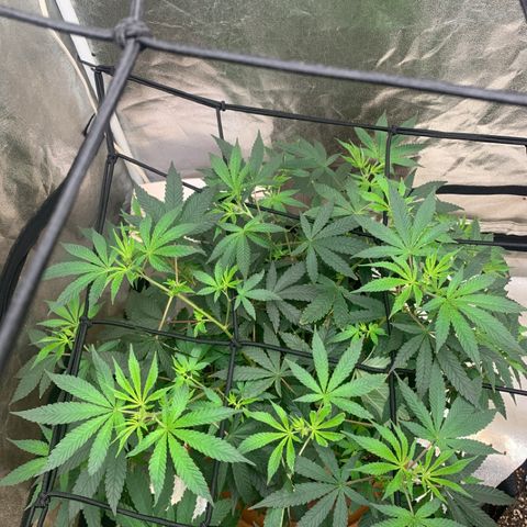 Super Glue growlog photo: Bloom