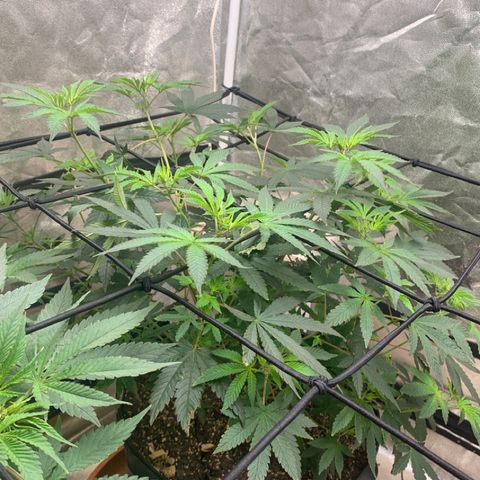 Super Glue growlog photo: Stretch baby stretch 