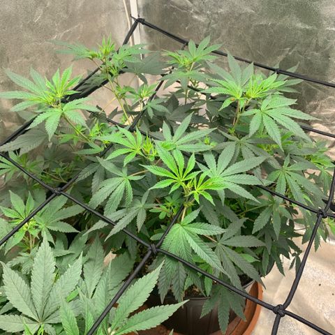 Super Glue growlog timeline photo