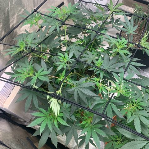 Super Glue growlog photo: LST 
