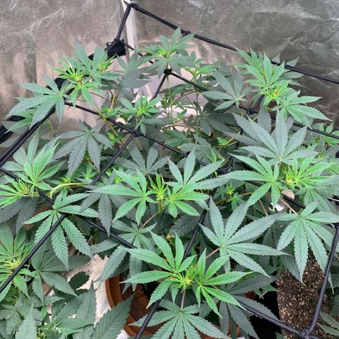Super Glue growlog timeline photo