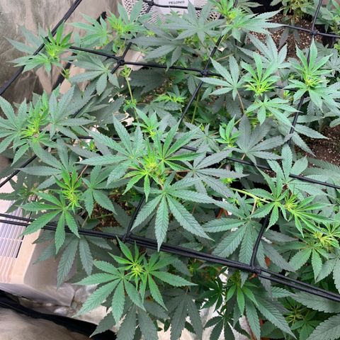 Super Glue growlog photo: Bud Sights 
