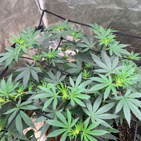 Super Glue growlog photo: After shit water 🤣