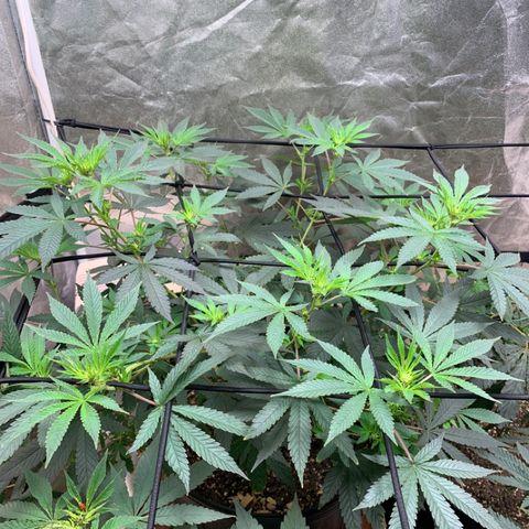 Super Glue growlog timeline photo