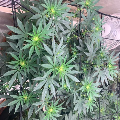 Super Glue growlog photo: Bud Sights 