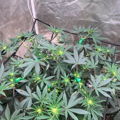 Super Glue growlog timeline photo