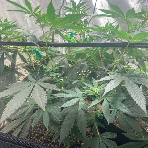 Super Glue growlog timeline photo
