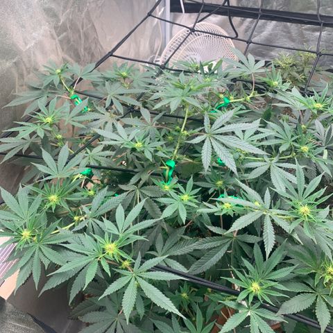 Super Glue growlog photo: Budddd sighting week 3x lol