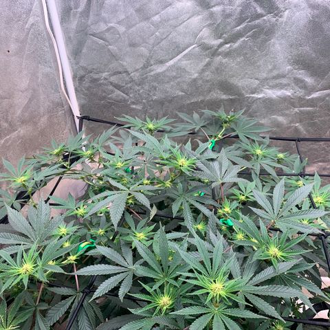 Super Glue growlog timeline photo