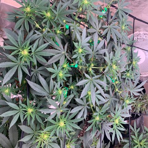 Super Glue growlog timeline photo
