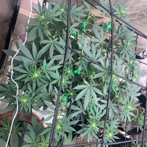 Super Glue growlog timeline photo