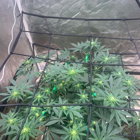 Super Glue growlog timeline photo