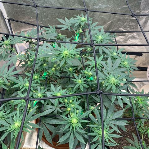 Super Glue growlog timeline photo
