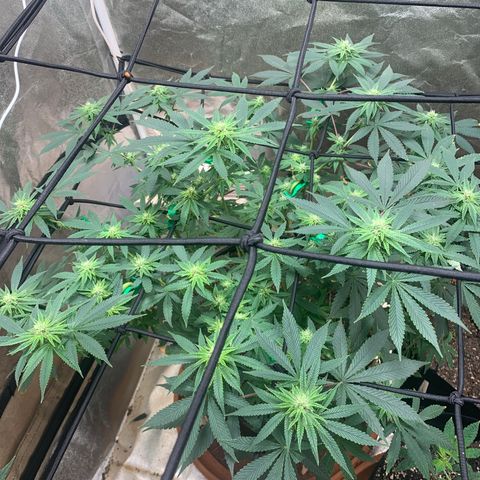 Super Glue growlog timeline photo