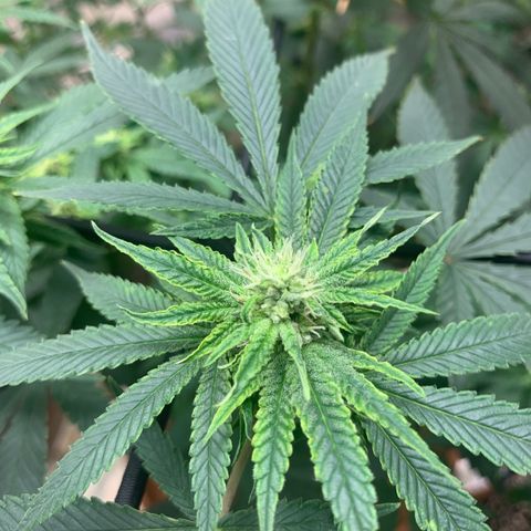 Super Glue growlog timeline photo