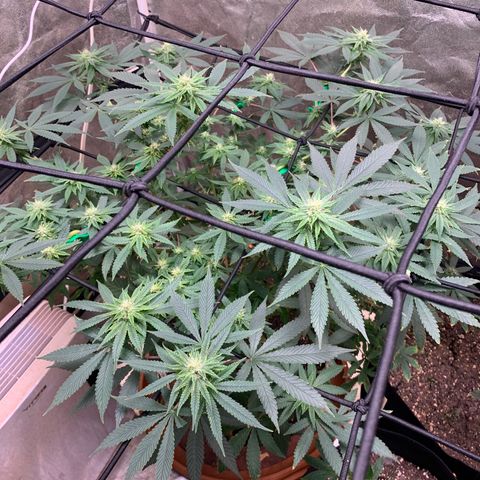 Super Glue growlog timeline photo