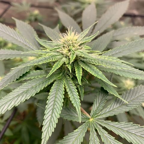 Super Glue growlog timeline photo