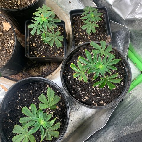 Super Glue growlog photo: Clones in Veg 