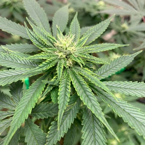 Super Glue growlog timeline photo