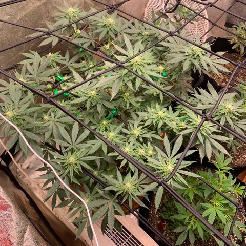 Super Glue growlog timeline photo