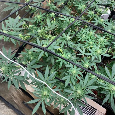 Super Glue growlog timeline photo