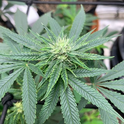 Super Glue growlog timeline photo