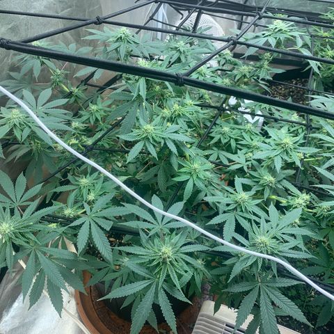 Super Glue growlog timeline photo