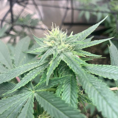 Super Glue growlog timeline photo