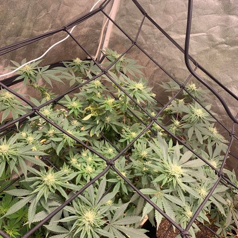 Super Glue growlog timeline photo