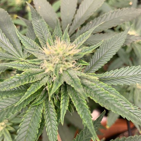 Super Glue growlog timeline photo