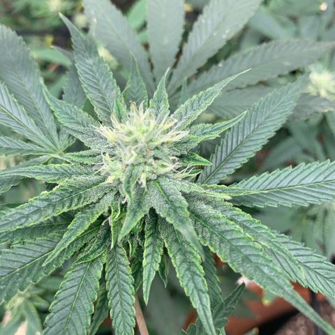 Super Glue growlog timeline photo