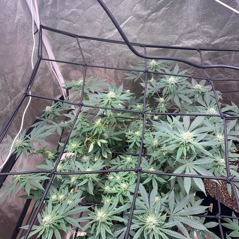 Super Glue growlog timeline photo