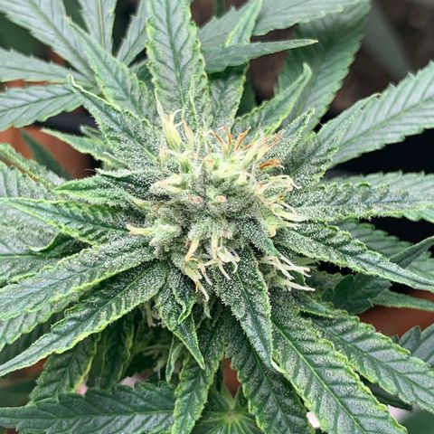 Super Glue growlog timeline photo