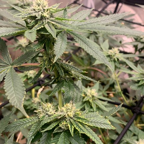 Super Glue growlog timeline photo