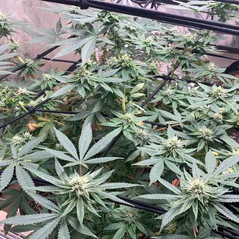 Super Glue growlog timeline photo