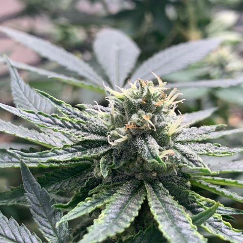 Super Glue growlog timeline photo