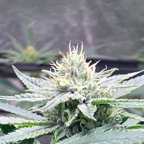 Super Glue growlog timeline photo
