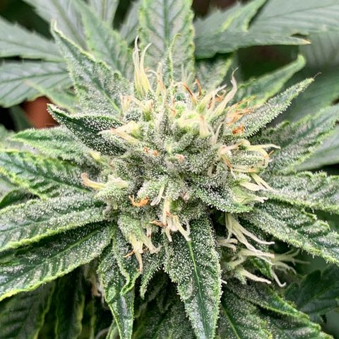 Super Glue growlog timeline photo