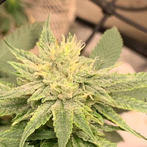 Super Glue growlog timeline photo