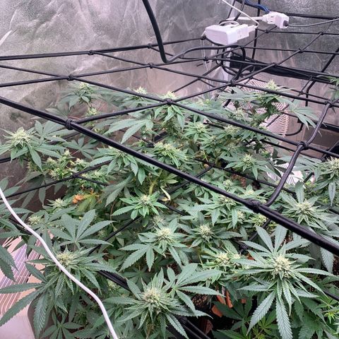 Super Glue growlog timeline photo