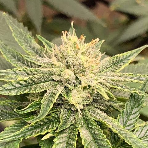 Super Glue growlog timeline photo